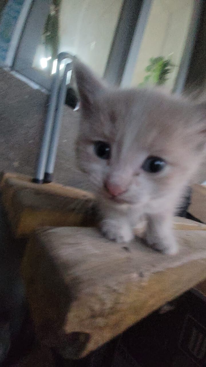 Отдам котят в добрые руки