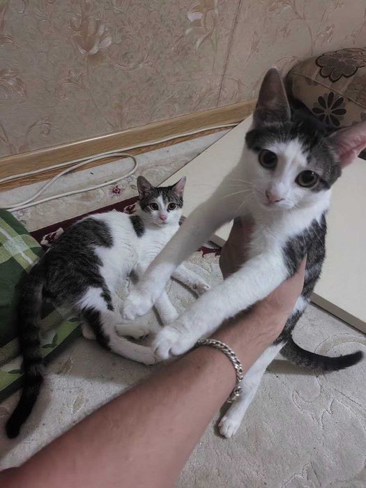 Котята в добрые руки! Срочно !!!