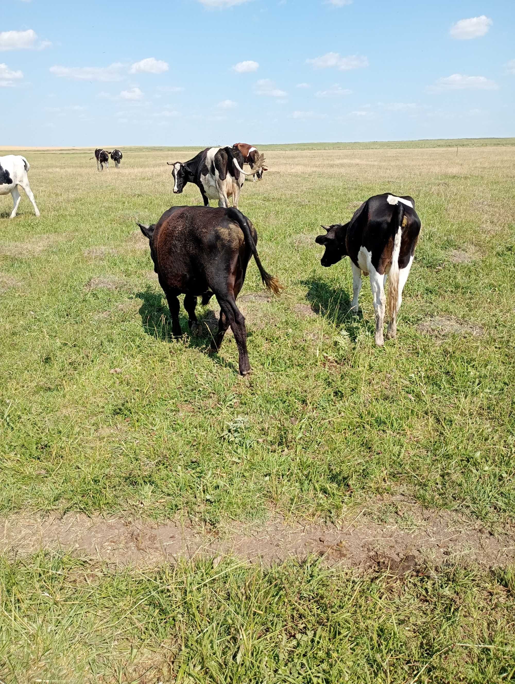 Vitei mari la 100 150/200 kg in carcasă sau in viu