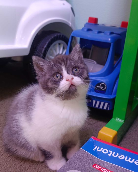Продаются котята