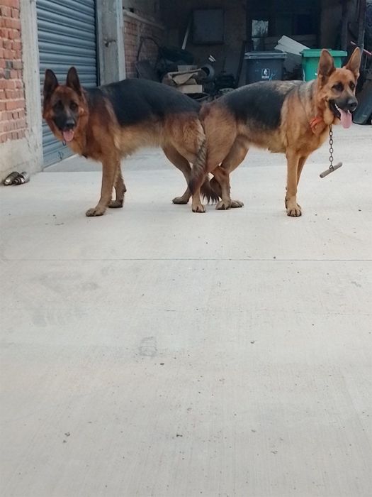 Продавам чистокръвни немски овчарки