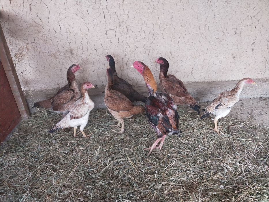 Дакан тауык кораз