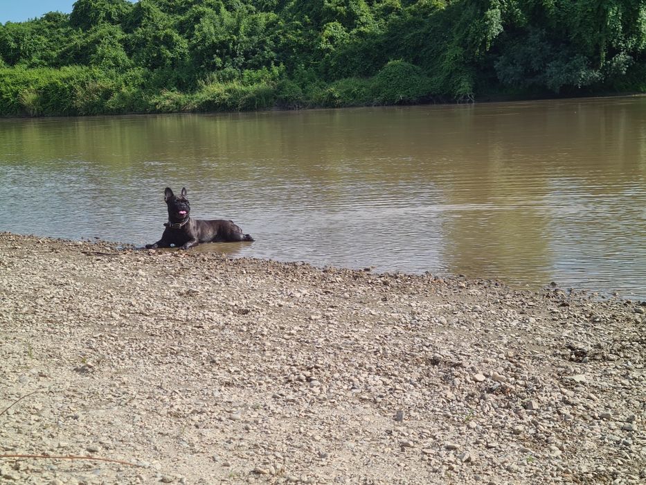 Donez femela bulldog francez si chow- chow