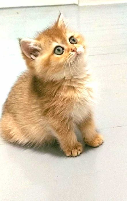 котик и кошечка - шиншиллы золотые британские