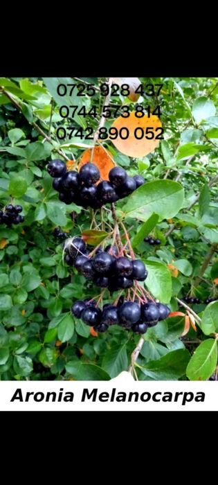 Aluni.Nuci.Prun.Ciresi.Migdal.Aronia.Visin.Liliac.Corn.Trandafiri.Soc.