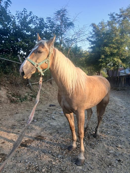 De vânzare iapa bună