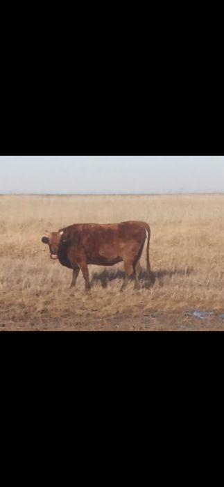 Продам корову на мясо п. Кировка