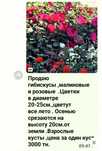 Многолетние цветы