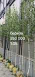 береза дарахт сотилвотти