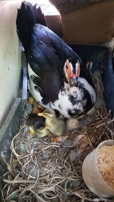 Индоутка продаю срочно 5500тенге срочно скитка