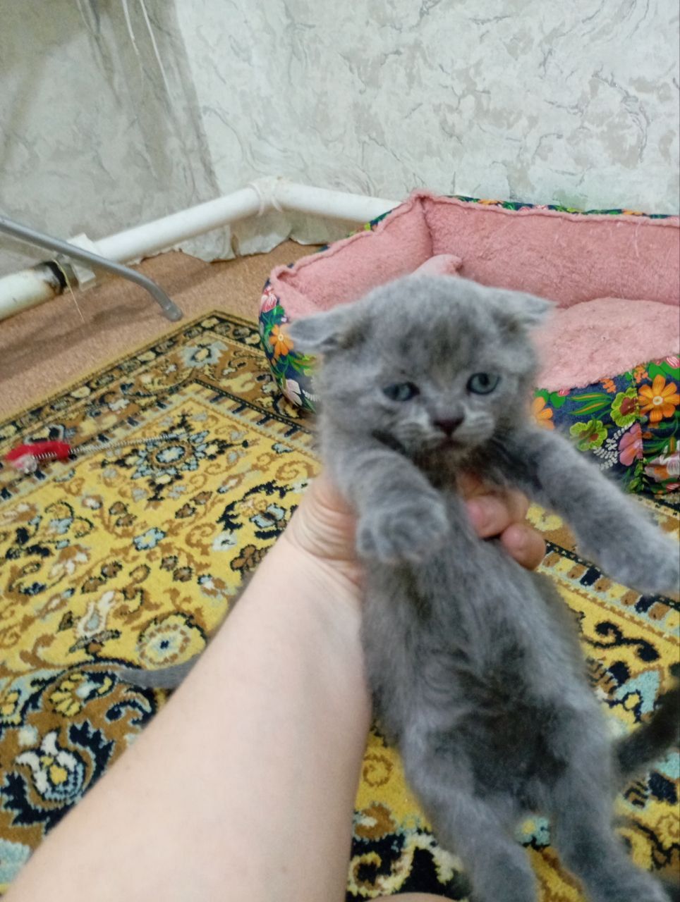 Продаëтся котята