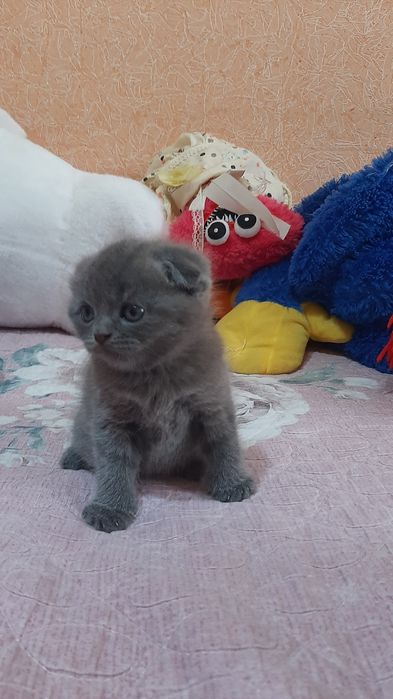 Продаются Котята Scottish fold  и  Straight