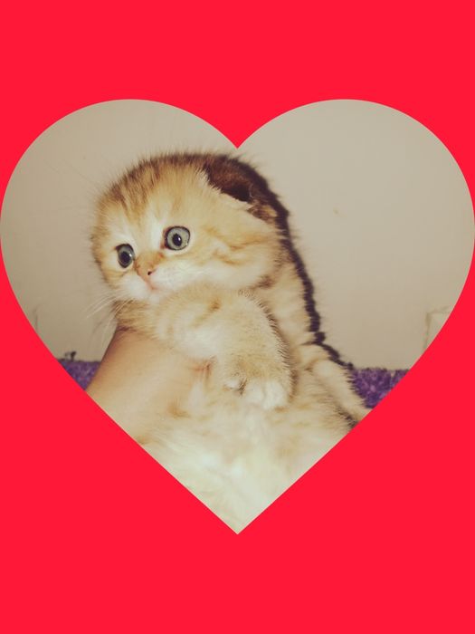 Роскошные котята Скоттиш Фолд