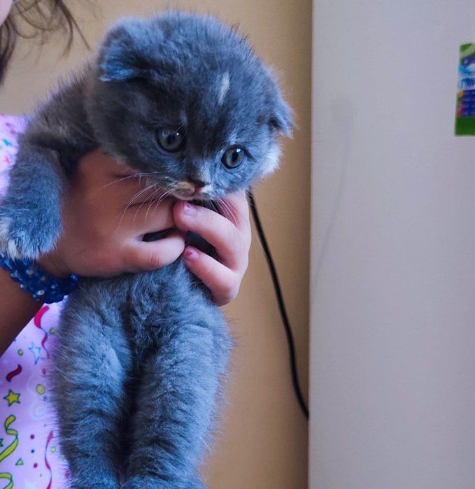 Скидкааа! Кот скотиш фолд