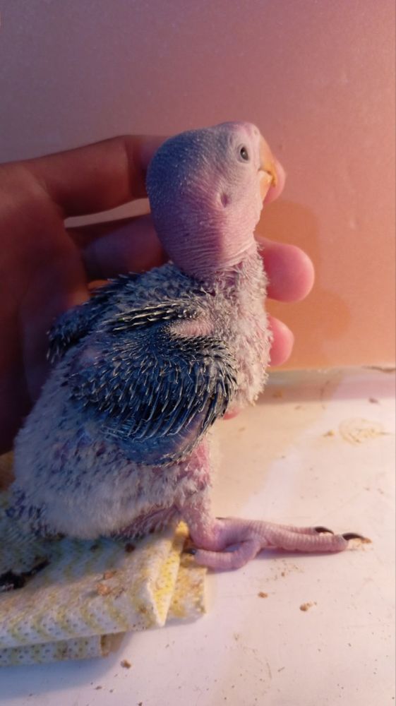 александрийский попугай ручной