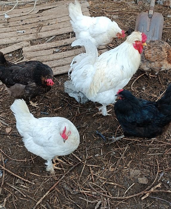 Продам курей русская хохлатая