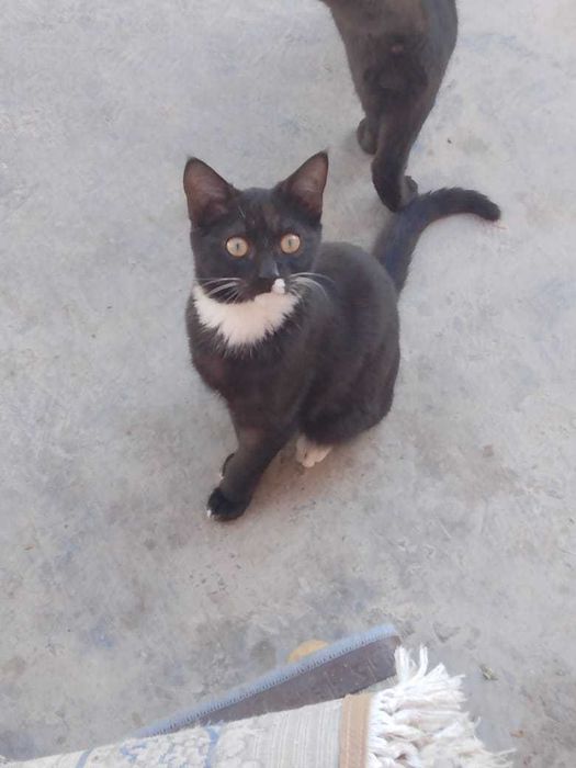 В поиске дома котята подростки