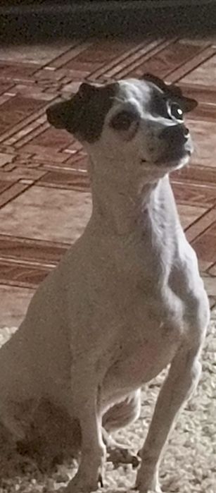 Ищем невесту для случки