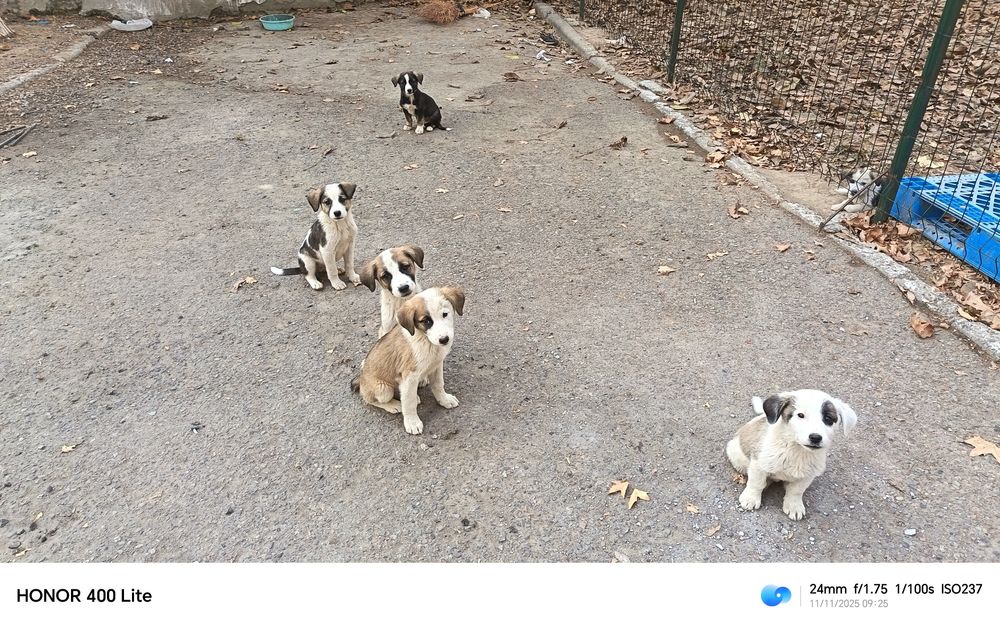 Щенки в хорошие руки. Отдам.