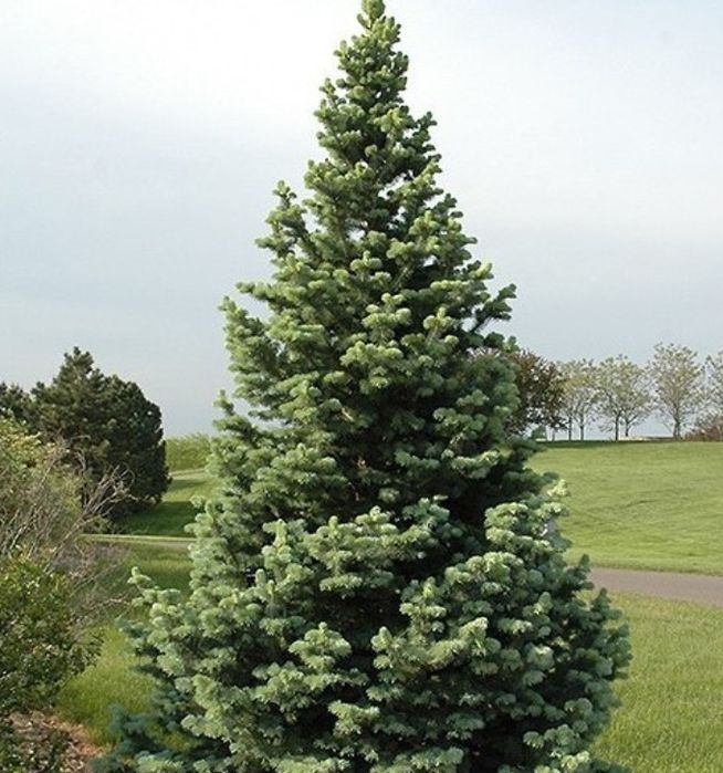 Vand brazi-normandian-argintiu-picea punges diferitw specii