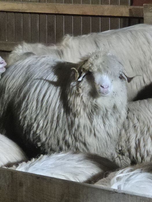 Oi 10 miori si stramiori