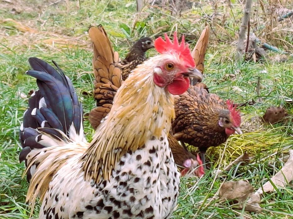 De vânzare cocoșei rasa Sebright și Mii de Fiori/Găini de Porțelan.