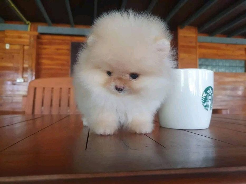 Pomeranian mini toy