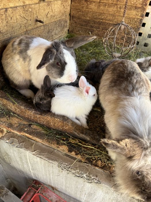 Vand iepurasi de rasa