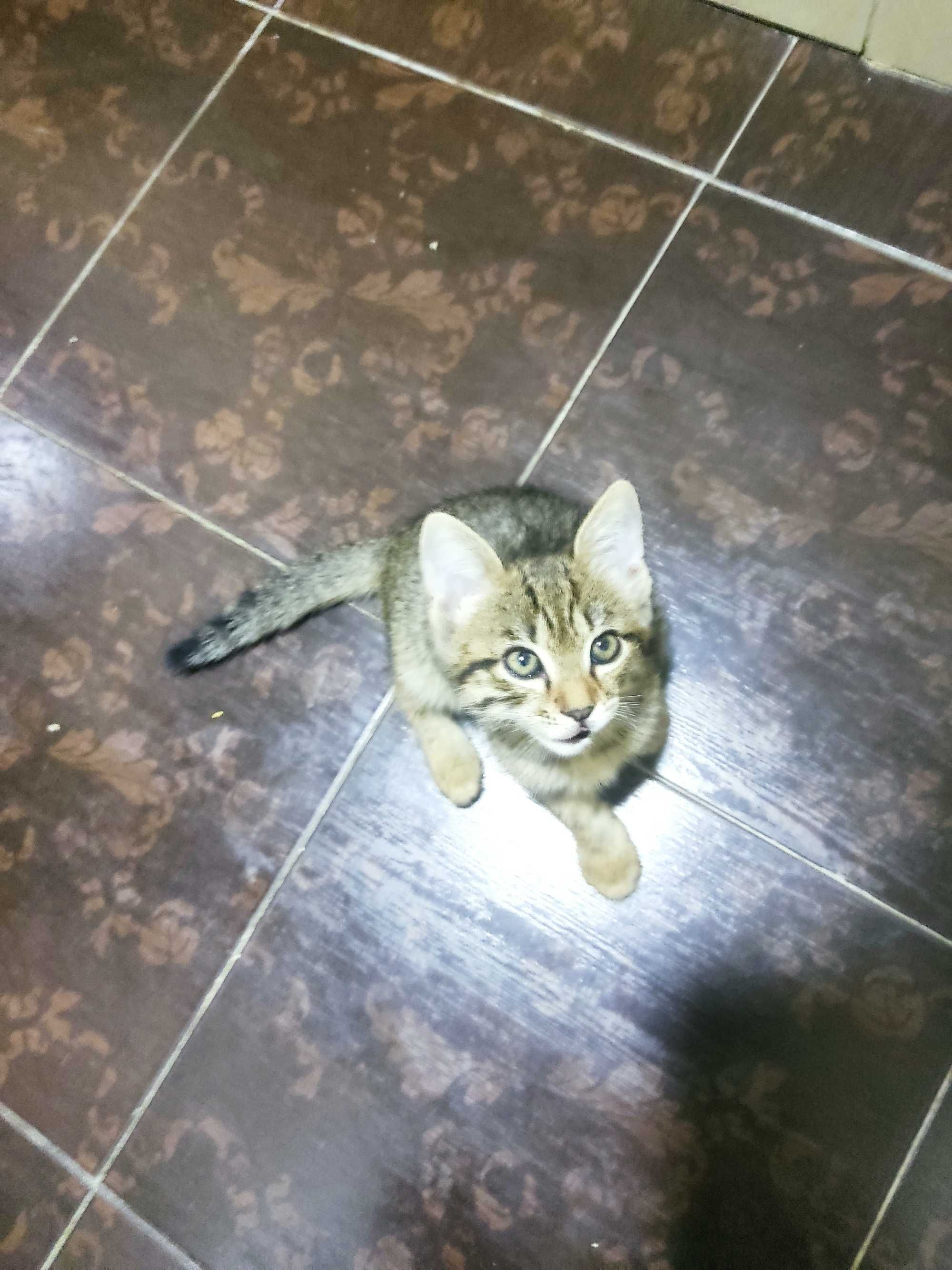 В добрые руки котята