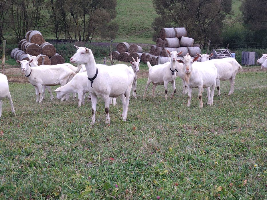 Capre și țap Saanen