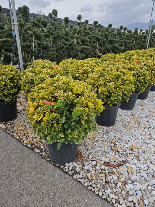 Eunimus și pom pon toate dimensiunile