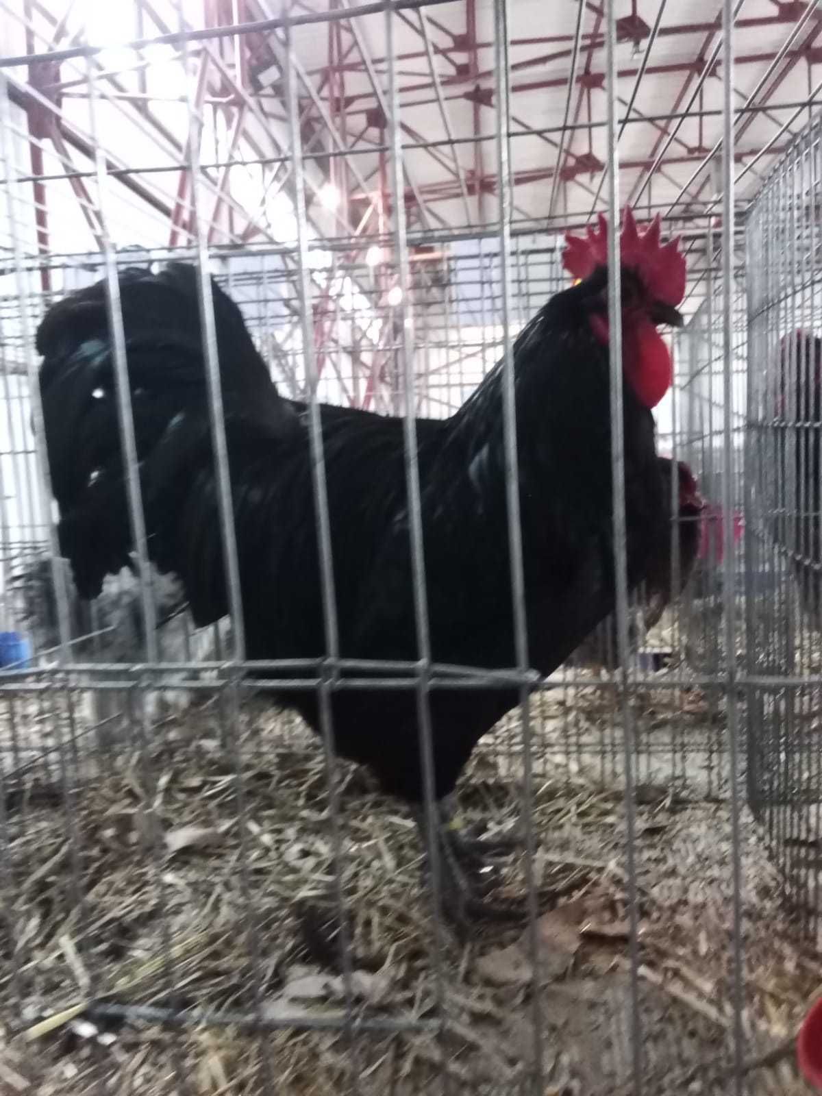 Gaini si cocosi Brahma, Australorp, Combatant indian