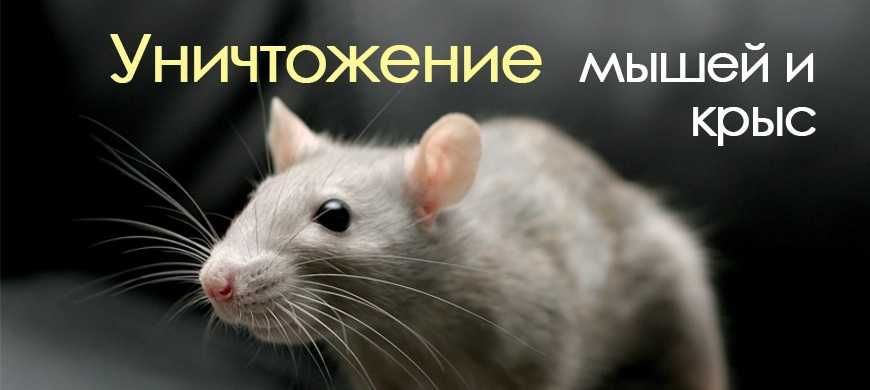 ‼️ Уничтожение мышей крыс тараканов клопов блох ‼️ обработка ‼️ №235