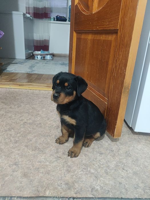 Щенки ротвейлера