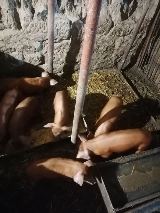 Малки Прасенца Дюрок