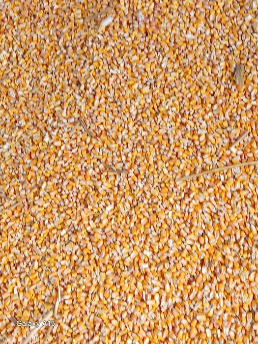 Vand porumb si grau recolta 2025