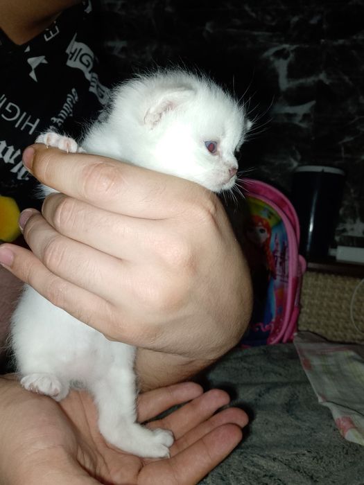 Продаются котята от правильной вязки