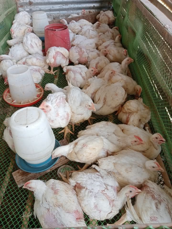 Pui alb  de 3 kg