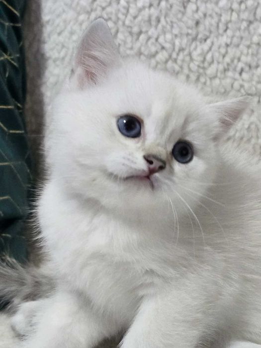 British Shorthair