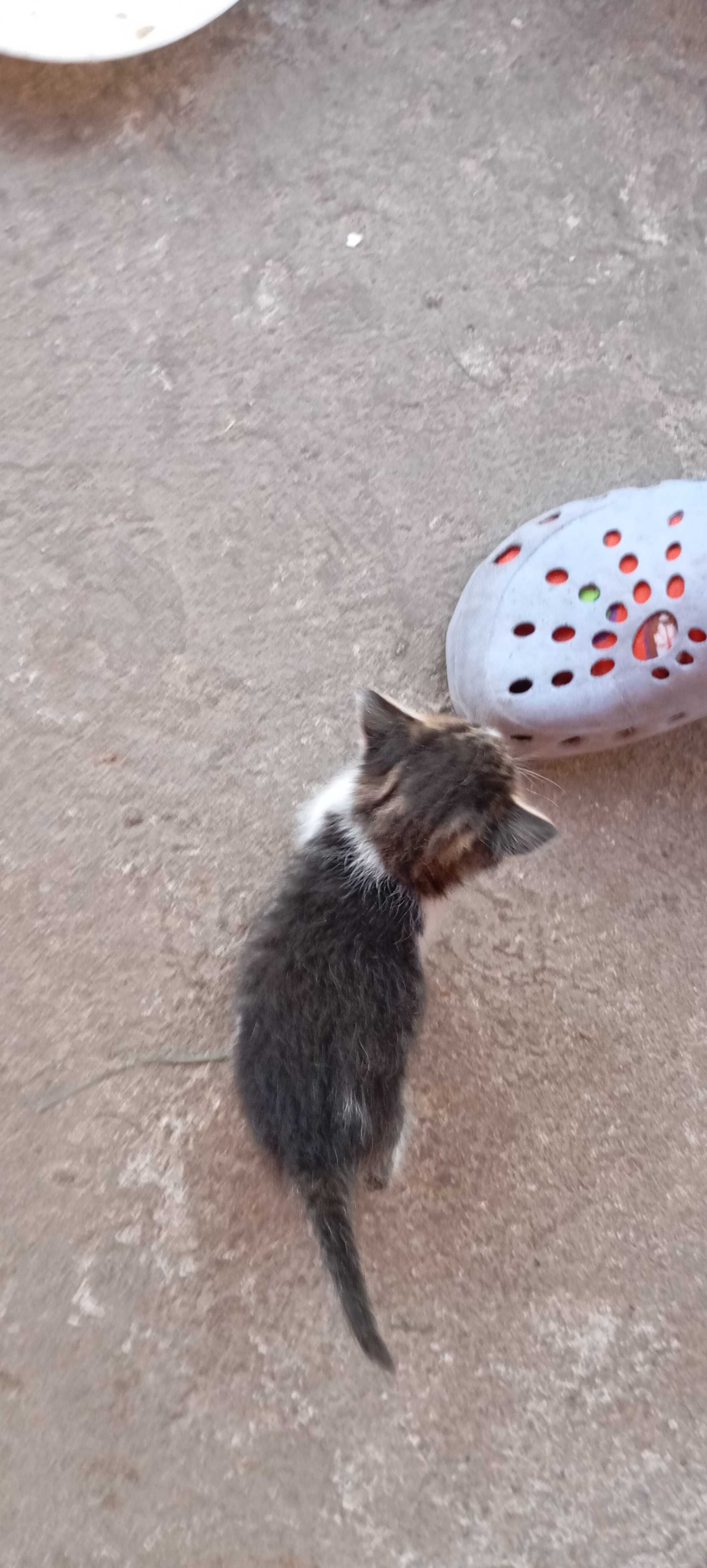 Малки бебета котенца