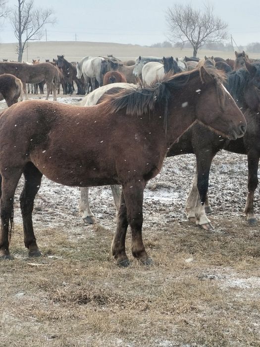 Продам на байтал