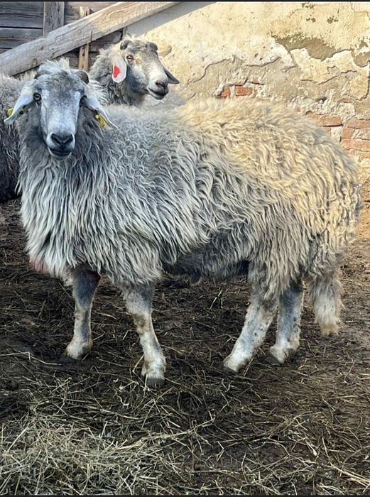 Berbeci karakul brumarii