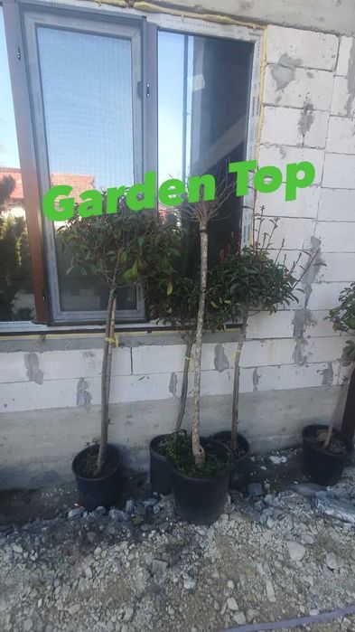 Copaci ornamentali platan mesteacăn tei
