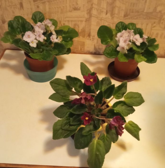 Комнатные растения