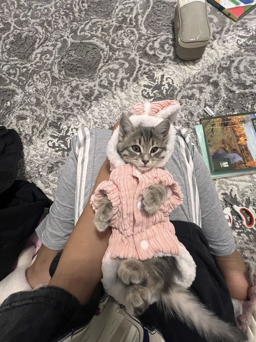 Пропал кот по кличке кузя