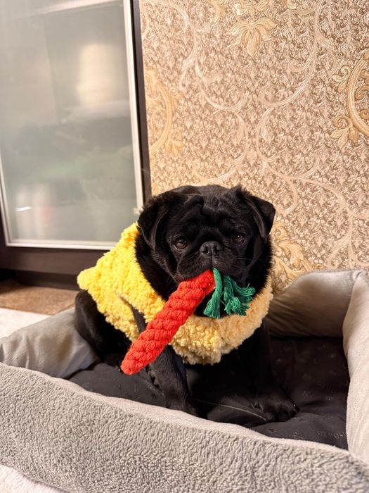 Мопс мальчик 1,5 года