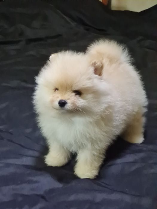 Померан мини мъжко