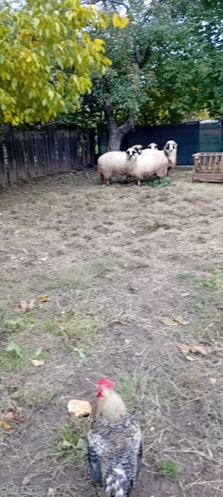 Vând berbecuț de anul acesta, are 8 luni .