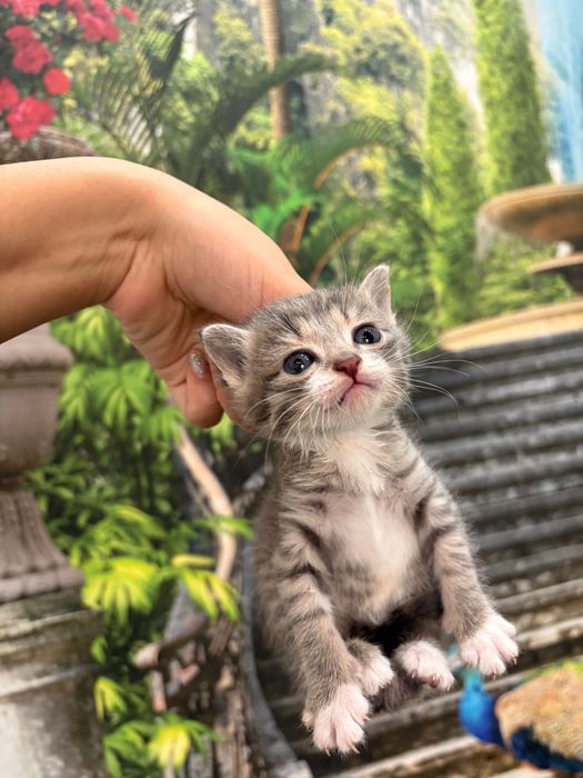 Котята в добрые руки писать watsap