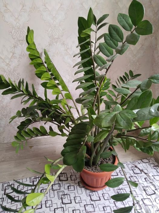 цвети гүл 135смм